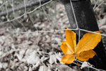 IMG_3491_1