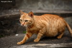 IMG_2201cb
