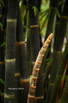 IMG_2828ab