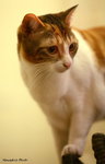 IMG_1528ab