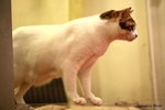 IMG_1529ab