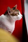IMG_1536ab