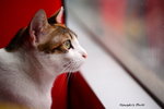 IMG_1538ab