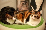 IMG_1545ab