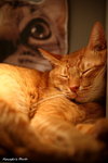 IMG_1548ab