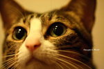 IMG_2972ab