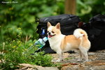 IMG_2684ab