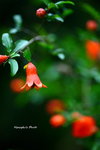 IMG_0582ab