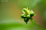 IMG_0660ab