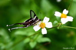 IMG_0597abb