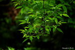 IMG_0645ab