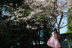 sakura1