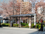 sakura2