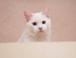 �������쪺�ʧ@1