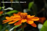 DSC_0438a