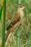 DSF_8546