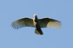 DSD_1926