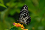 DSC_8559