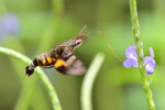 DSE_0549