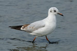 DSD_9716