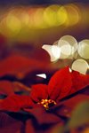 DSC_1057_filtered
