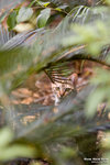 DSC_4662R
