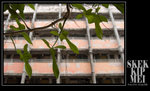DSC_9689 copy