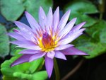 2008_Bangkok_Samui_129