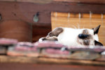 2008_Bangkok_Samui_160