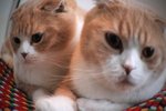 20090418 cats (62)