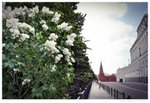 Moscow Kremin DSC_0494