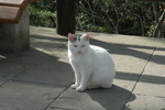 
0005 Cat 城山公園