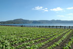 0089 池田湖