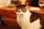 DSC_4745 copy