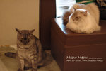 DSC_4759 copy