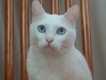 Fat Cat 2