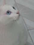 Fat Cat 3