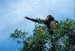 pic26534