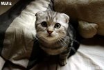 cat 1