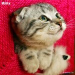cat 12