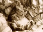 cat 14