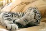 cat 15