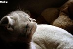 cat 2