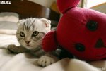 cat 3