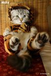 cat 4