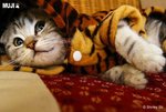 cat 5