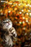 cat 6