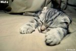 cat 7