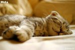 cat 8