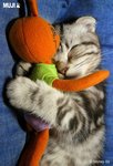 cat 9